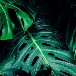 Instagram Growth - Close-up Photo of Green Leafed Plant