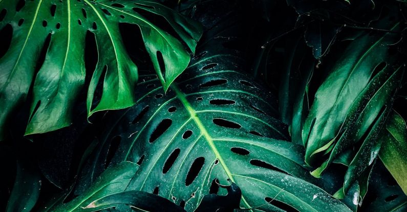 Instagram Growth - Close-up Photo of Green Leafed Plant
